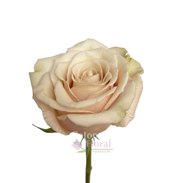 「高評価！」注目のレビュ 40 Cream/Beige, Sandy - Sahara Rose, cm Floral Potomac - その他